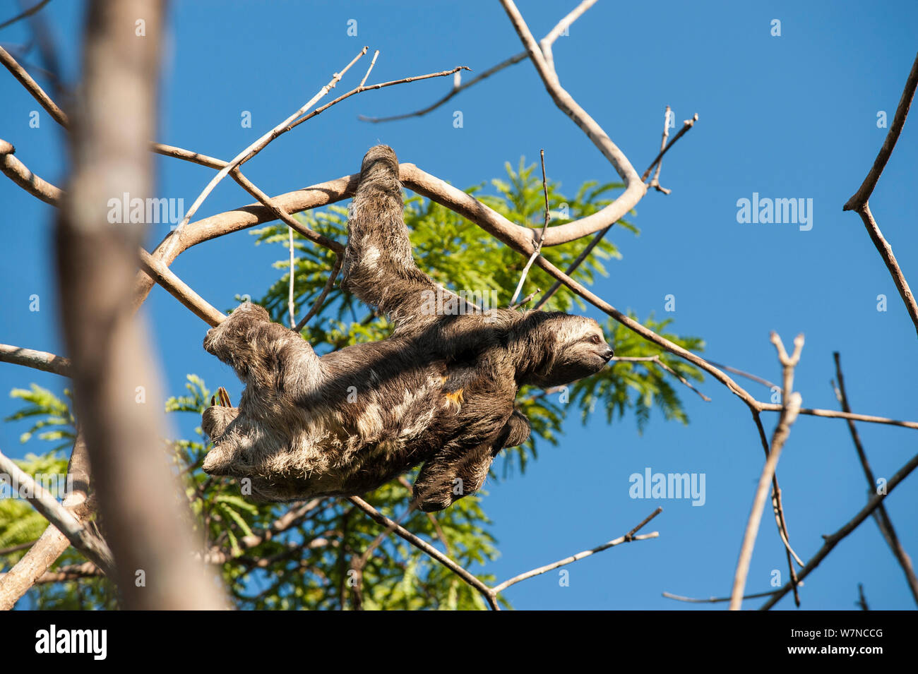 Brown throated perezoso (Bradypus variegatus), Río Negro, Amazonas, Brasil Foto de stock