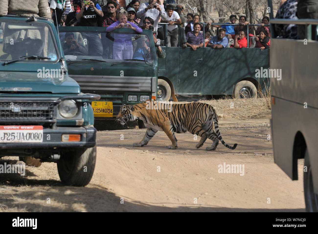 Tigre de Bengala (Panthera tigris tigris) caminando nerviosamente entre vehículos de turismo, acoso de ecoturismo, Parque Nacional Ranthambhore, Rajastán, India, marzo de 2012 Foto de stock