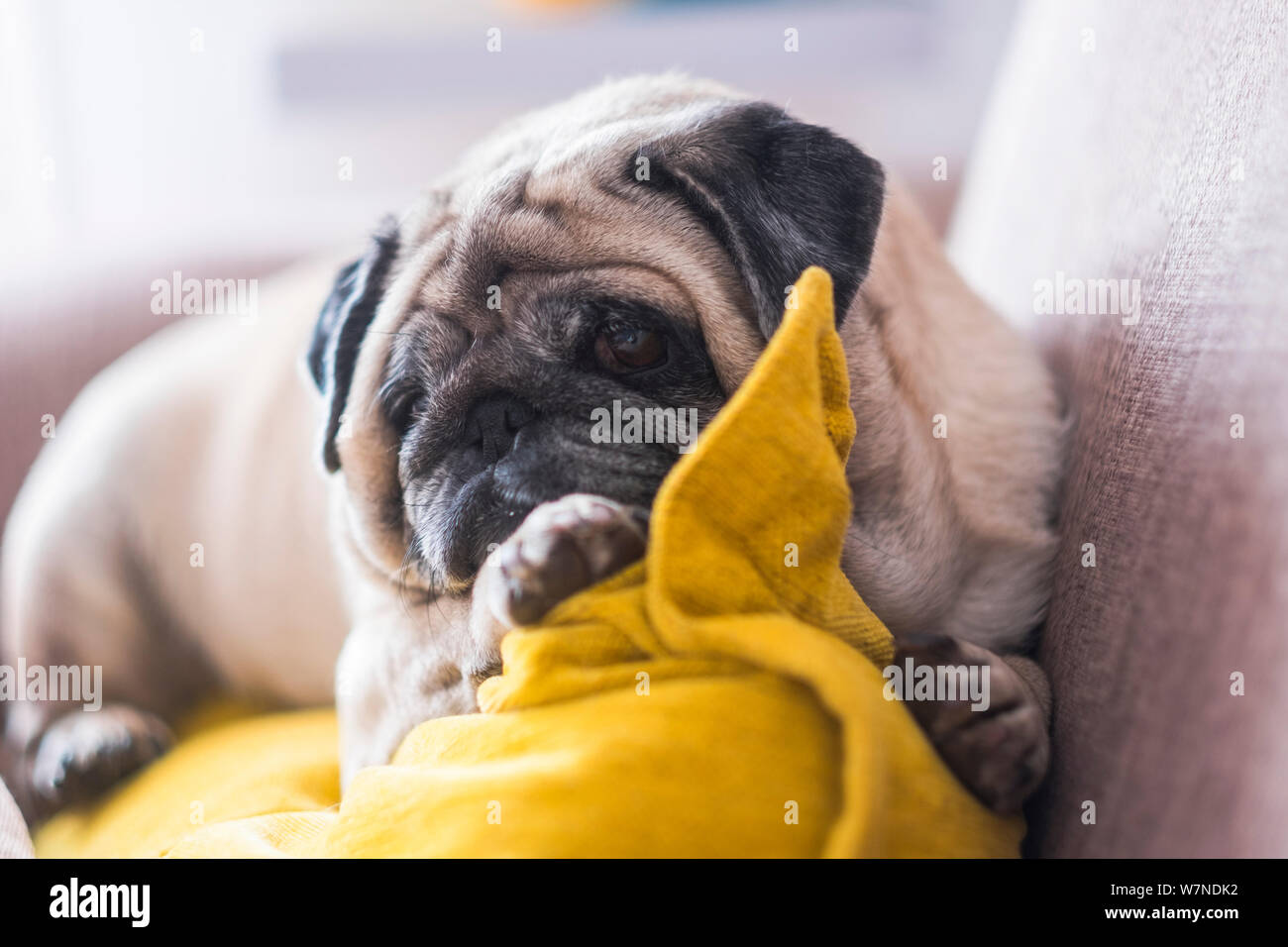 Lazy hermoso cachorro pug perro descansar en casa en el sofá - Best Friend Forever dog concepto Foto de stock