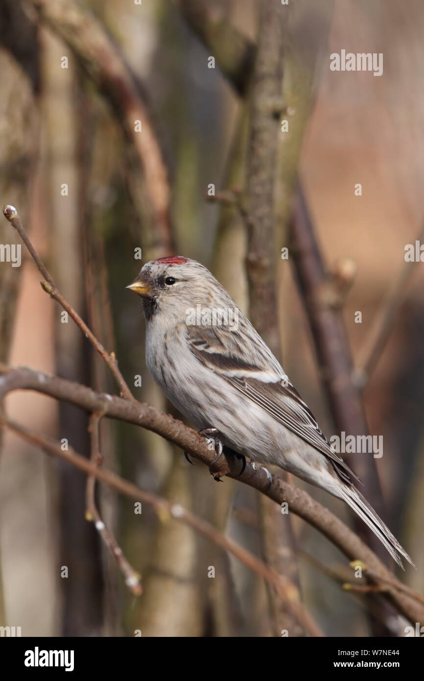 Coues Redpoll del Ártico (Carduelis hornemanni) exilipes Kelling, Norfolk, UK Febrero Foto de stock