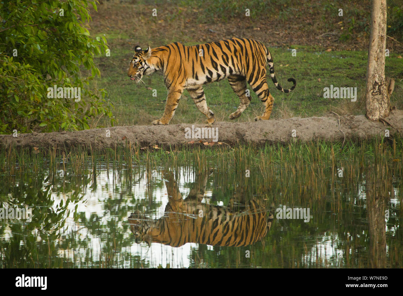 Tigre de Bengala (Panthera tigris tigris) hembra caminando a lo largo del camino, que se refleja en el agua, el Parque Nacional de Bandhavgarh, en Madhya Pradesh, India Foto de stock