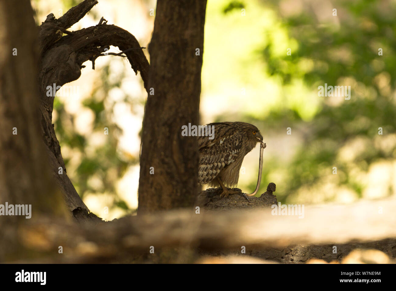 Brown (Ketupa zeylonensis búho de pescado) macho comiendo serpiente en árbol, el Parque Nacional de Bandhavgarh, en Madhya Pradesh, India Foto de stock