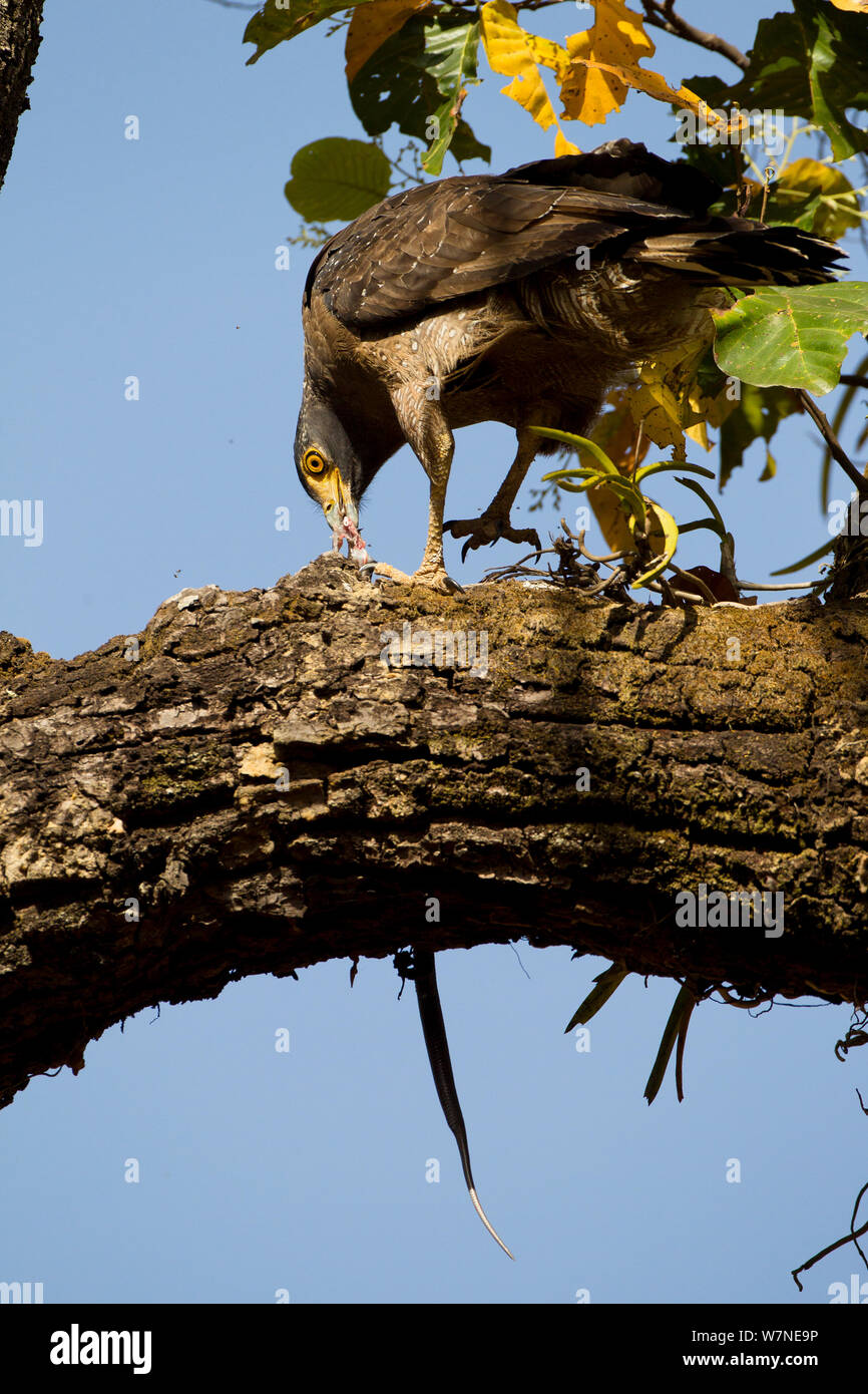 Crested serpiente (Spilornis cheela) águila devorando una serpiente en el árbol, el Parque Nacional de Bandhavgarh, en Madhya Pradesh, India Foto de stock