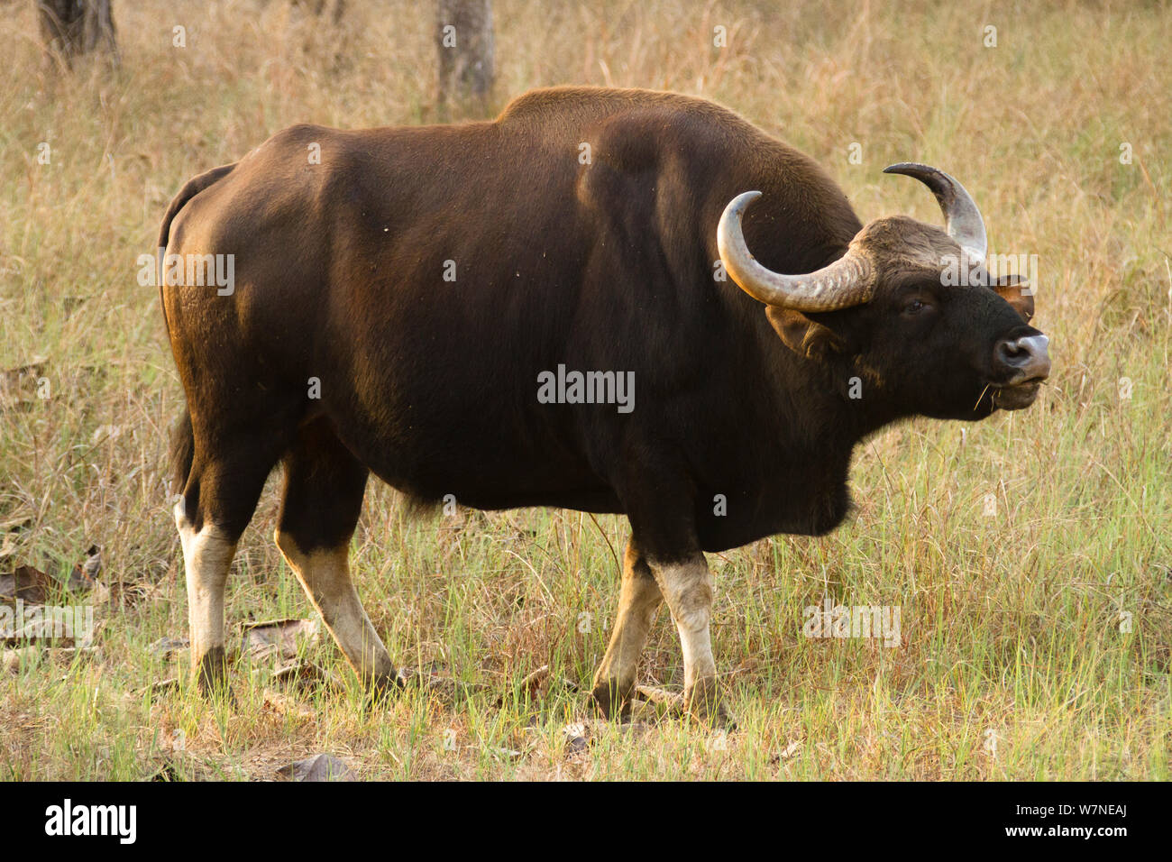 Gaur salvaje indio / bison (Bos gaurus) bull macho llamando a las hembras, el Parque Nacional de Satpura, Madhya Pradesh, India Foto de stock