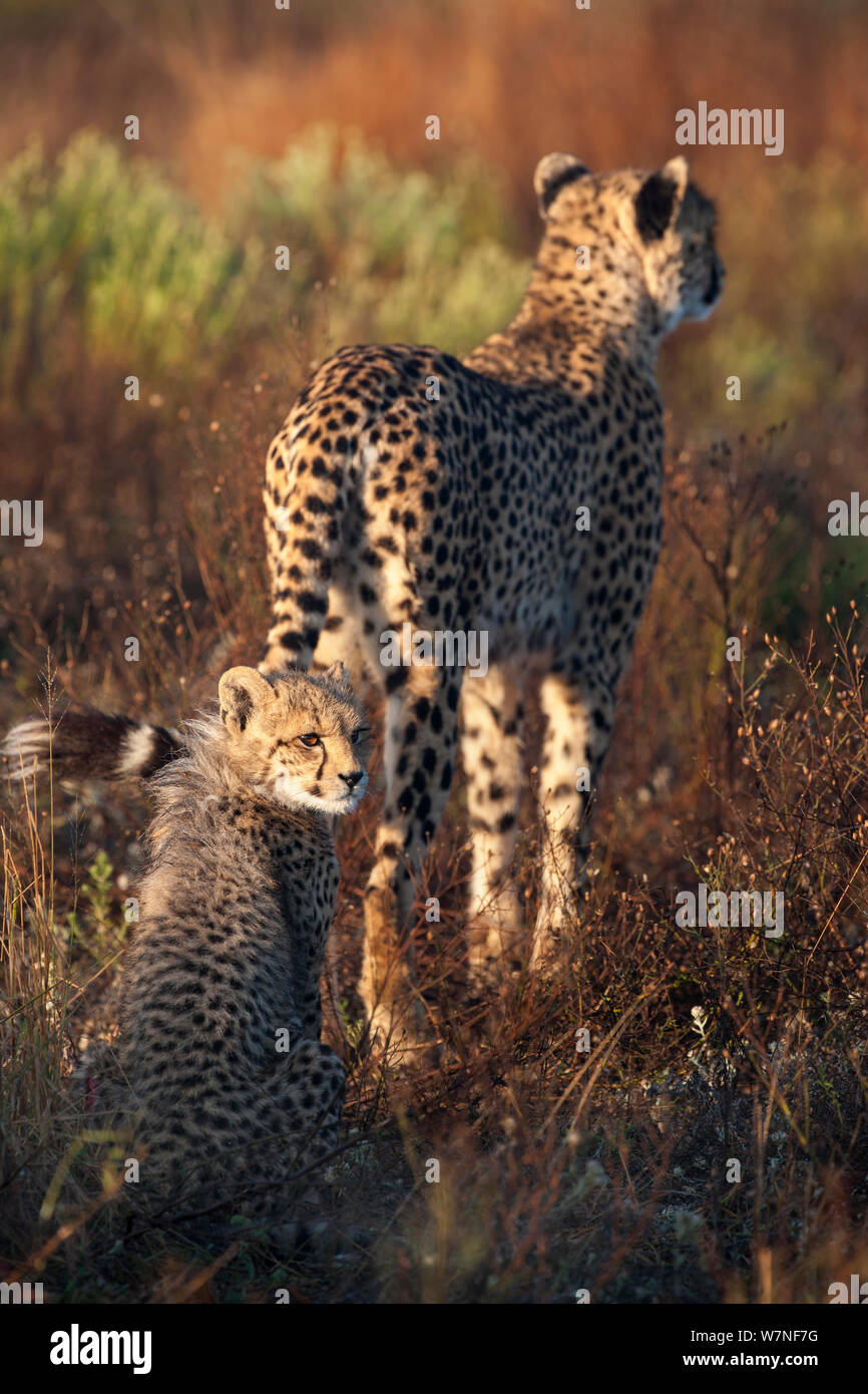 Guepardo (Acinonyx jubatus) con cachorro, Phinda Private Game Reserve, Kwazulu Natal, Sudáfrica Foto de stock