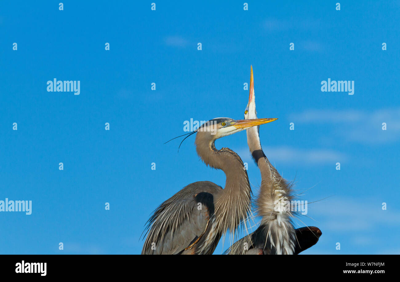 Great Blue Heron (Ardea herodias) comportamiento de cortejo. El Parque Nacional Everglades, Florida, EE.UU., febrero. Foto de stock