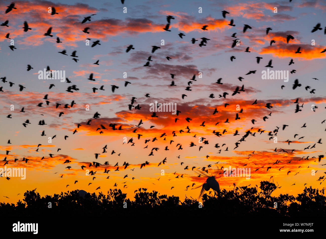Garzón Blanco (Ardea alba) colgado y cuervos (Corvus sp.) en vuelo contra el atardecer. El Parque Nacional Everglades, Florida, EE.UU., febrero. Foto de stock