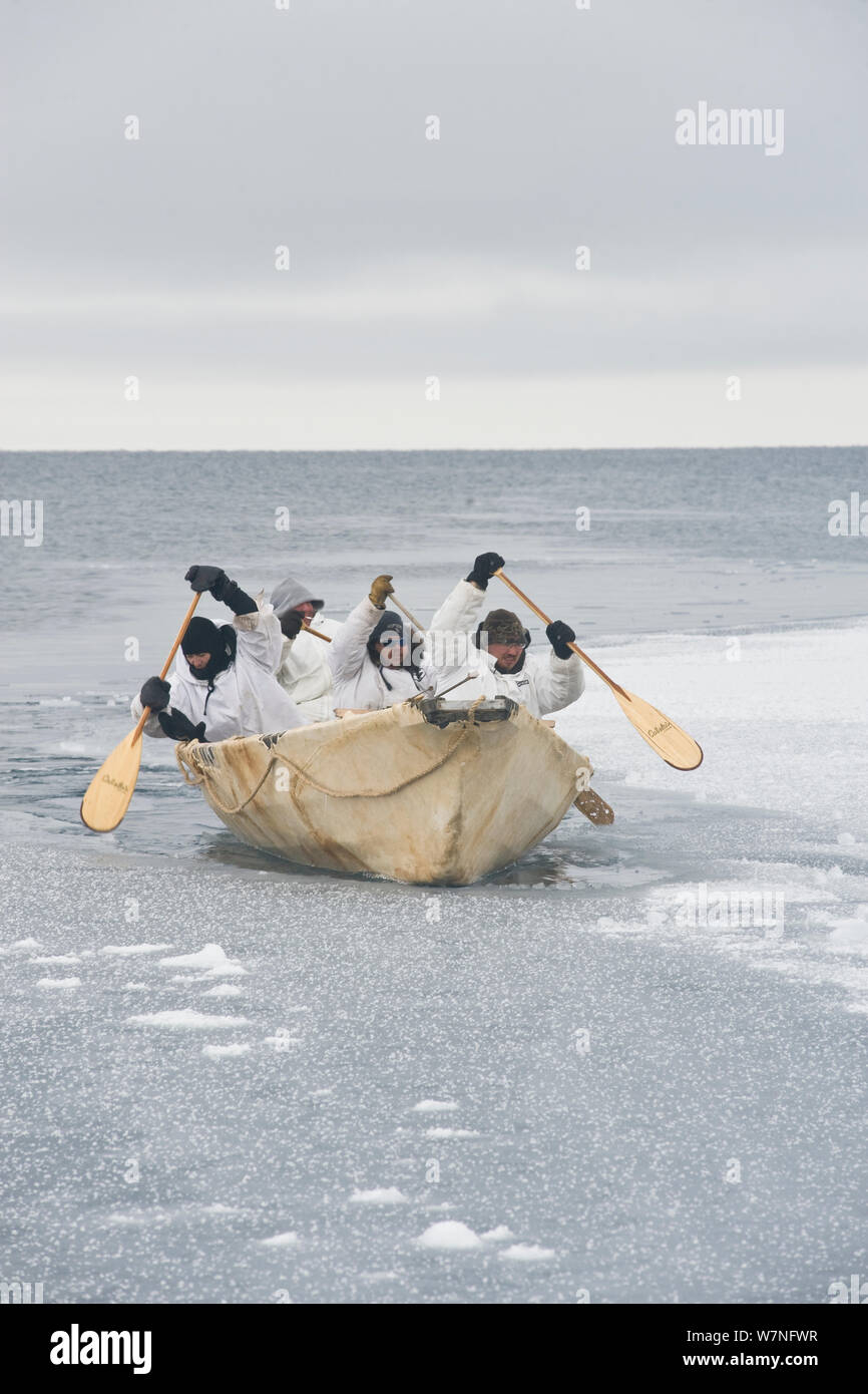 Los balleneros de subsistencia Inupiaq su paleta umiak - o barco - piel de foca barbada y romper el hielo fino formando en el cable abierto, permitiendo pasar ballenas de cabeza arqueada durante la temporada de caza de primavera. Mar de Chukchi, frente a la costa de Barrow, costa ártica de Alaska, abril de 2012. Foto de stock