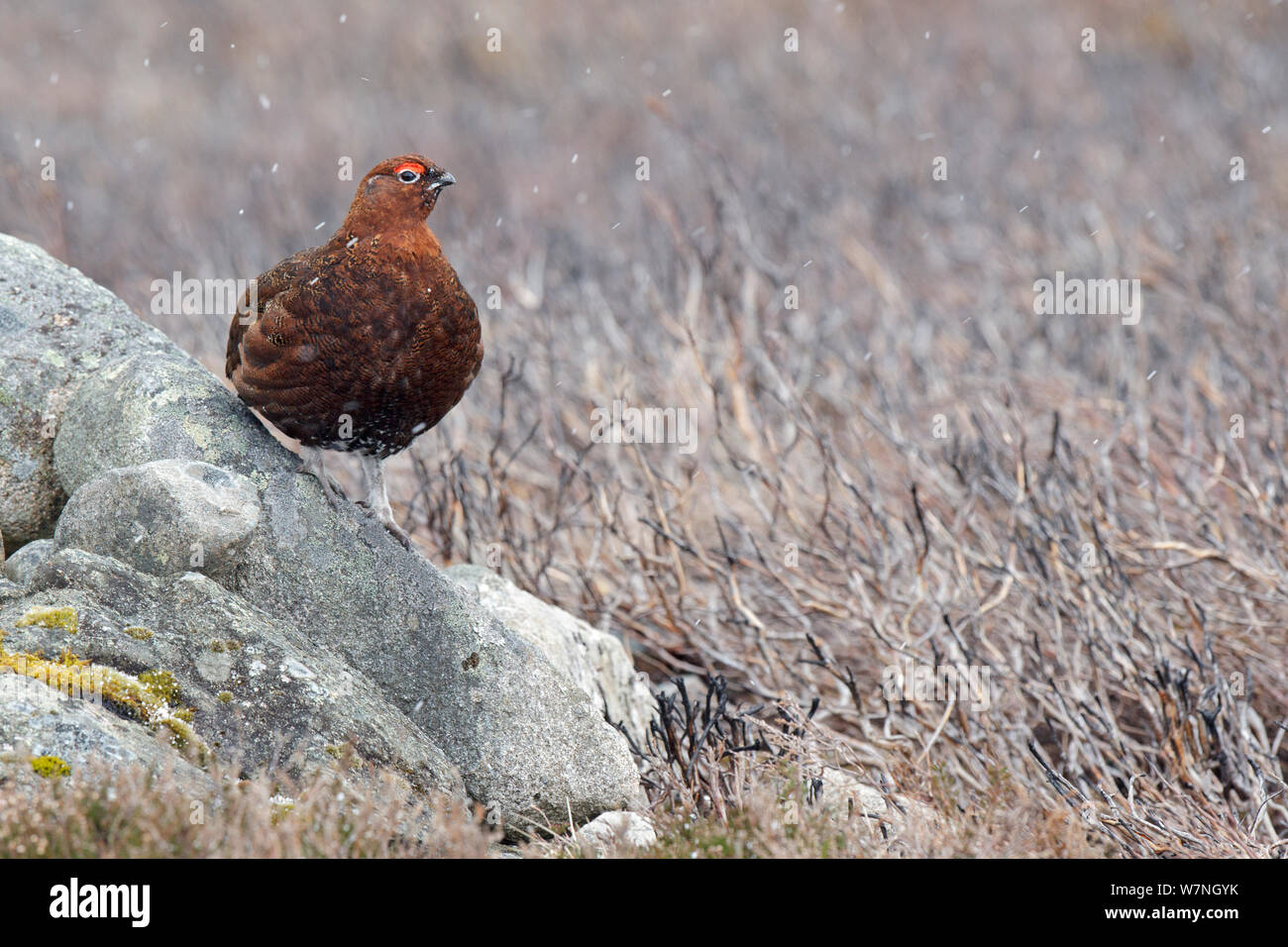 El urogallo rojo (Lagopus lagopus scoticus) macho en primavera. Deeside, Escocia, Abril. Foto de stock