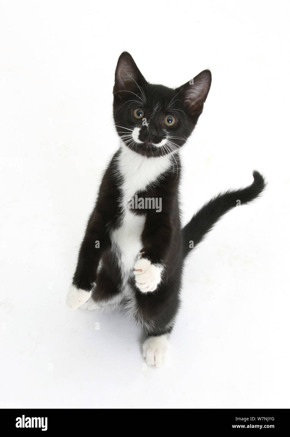 Gatos blancos bebes fotografías e imágenes de alta resolución - Alamy
