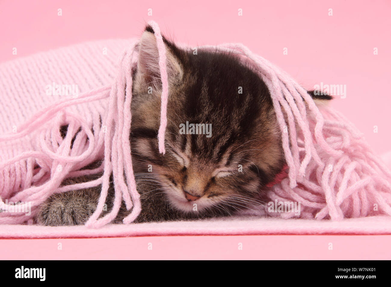 Lindo gatito atigrado, Fosset, 5 semanas, dormido bajo un pañuelo de color rosa. Foto de stock