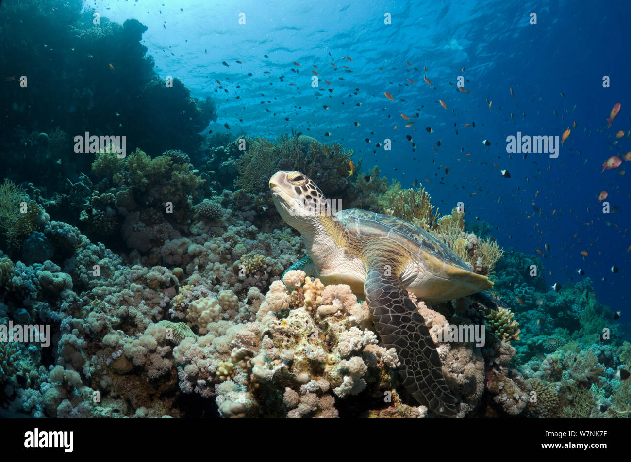 La tortuga verde (Chelonia mydas) en el resto de arrecife. Egipto, el Mar Rojo. Foto de stock