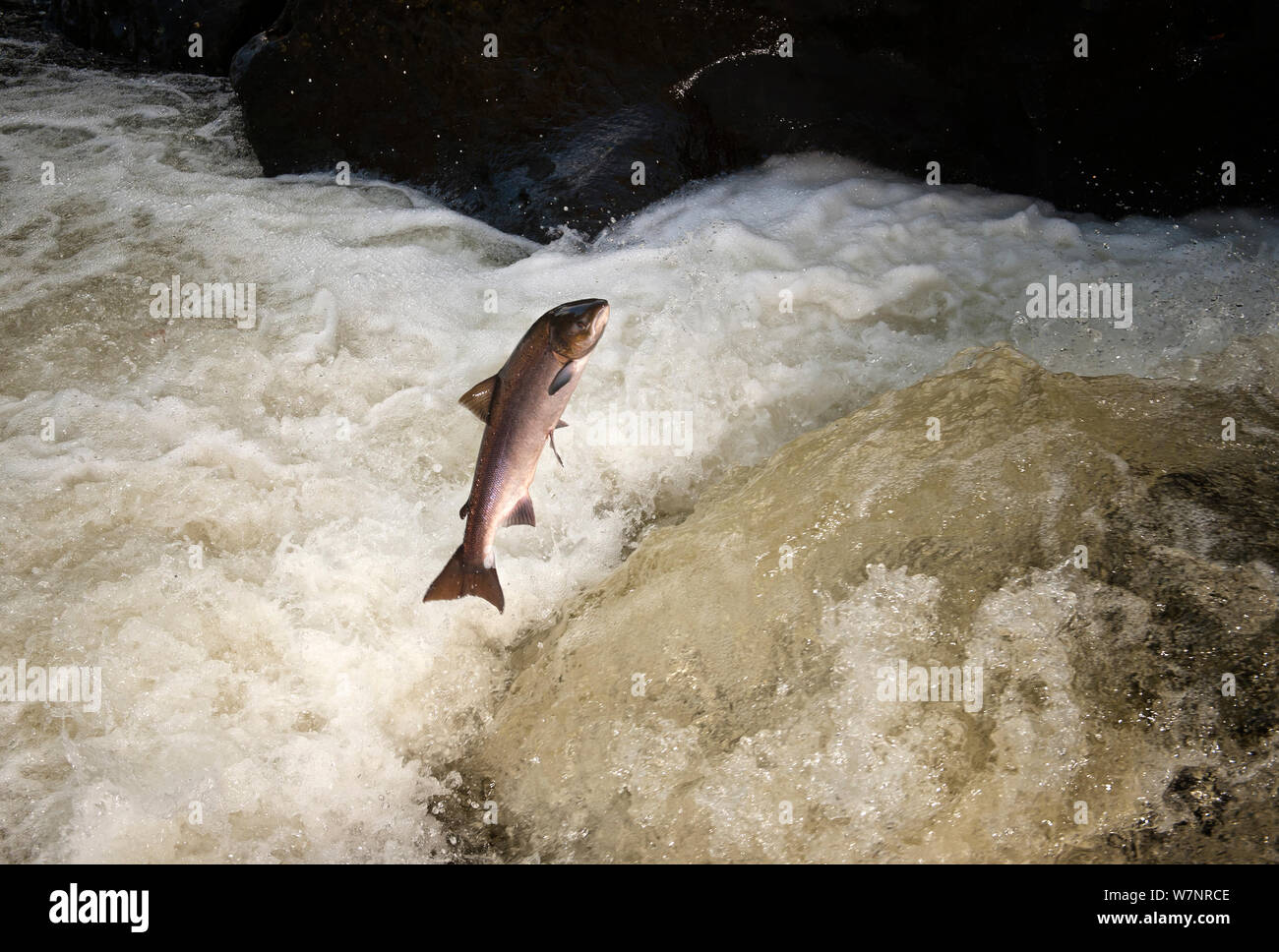 Salmones saltando cascadas fotografías e imágenes de alta resolución
