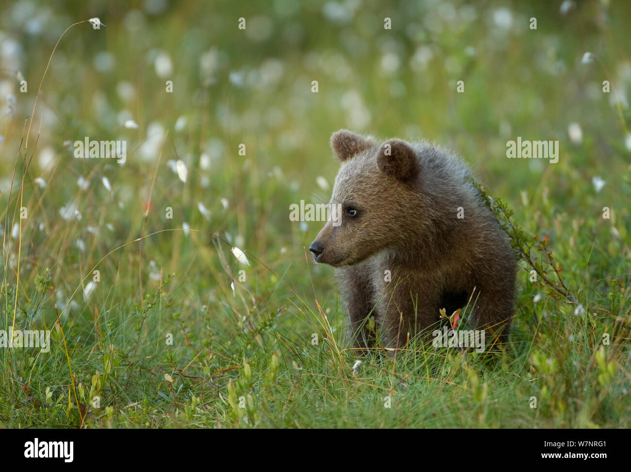 Oso pardo (Ursus arctos) cub busca en la pradera. Finlandia, Julio. Foto de stock