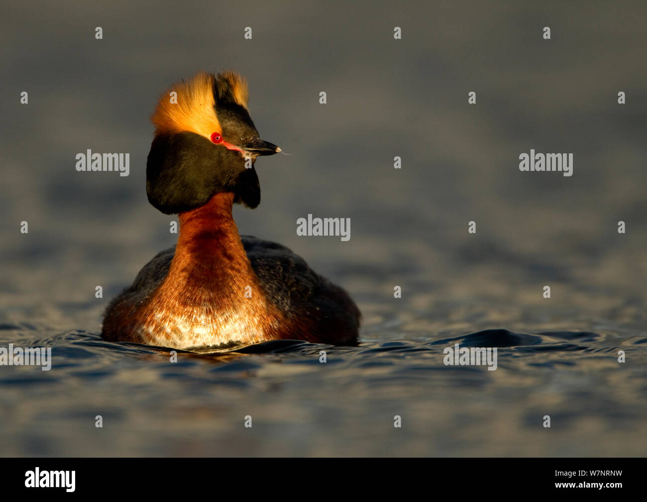 Slavonian Grebe (Podiceps auritus) sobre el agua en plumaje nupcial. Islandia, Junio. Foto de stock
