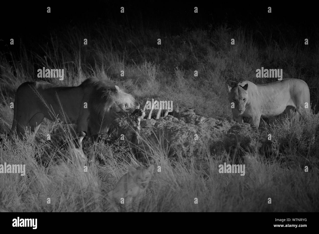 Macho y hembra macho león orgullo Marsh Marsh orgullo LEÓN LEÓN (Panthera leo) con hippo matar por la noche, el Masai Mara, Kenya, tomadas con infrarrojos, cámara infrarroja Septemberin Masai Mara, Kenya. Foto de stock