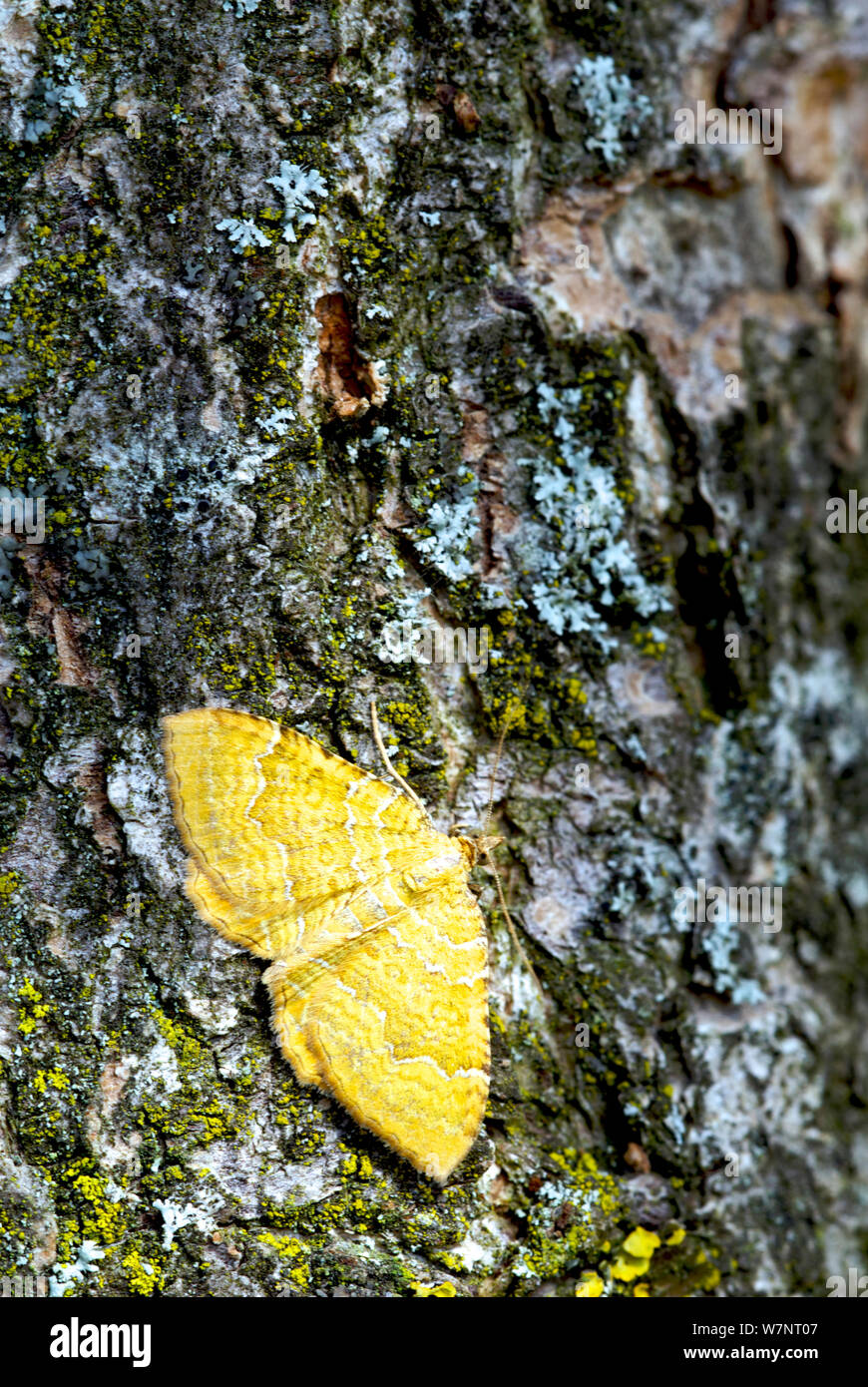 Shell amarillo (polilla Camptogramma bilineata) en el tronco del árbol, Bélgica, Junio Foto de stock