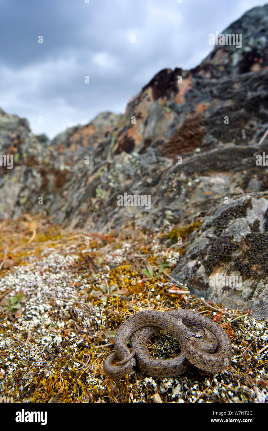 Falso liso (Macroprotodon cucullatus) serpiente enrollada en su hábitat, Extremadura, España, en abril. Foto de stock