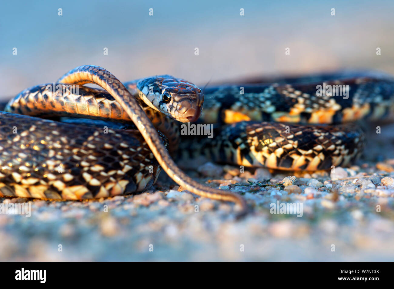 Látigo de herradura (Coluber hippocrepis) serpiente enrollada y moviendo la lengua. Extremadura, España, en abril. Foto de stock