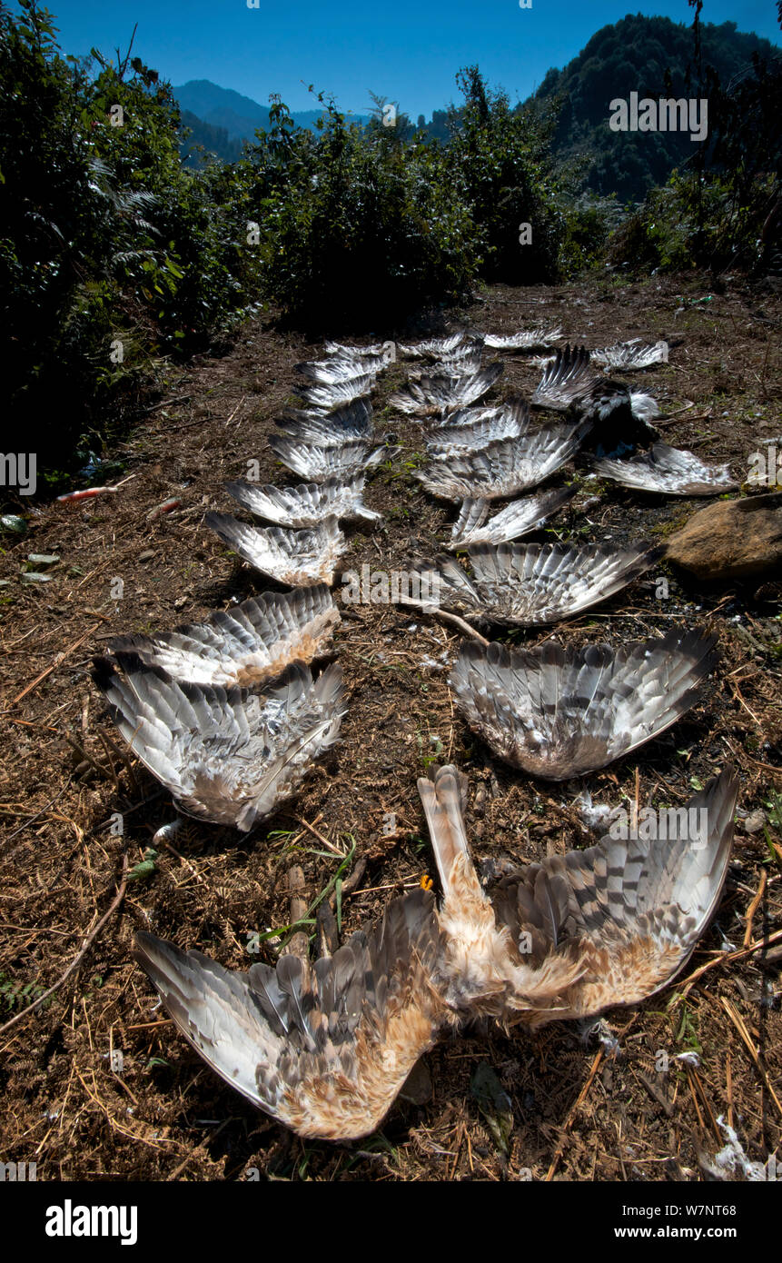 Los restos de doce tiros auras (Pernis apivorus miel), un Aguilucho Cenizo (Circus pygargus) y la cigüeña negra (Ciconia nigra), Georgia, Septiembre de 2011. Foto de stock