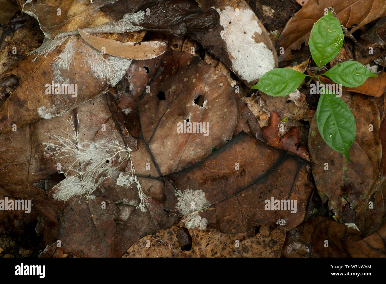 Hojas pudriéndose en el piso del bosque con 'hongo Paima' y 'Mobonga' (plántula Mitragyna stipulosa Hokou Bai), Parque Nacional Dzanga-Ndoki, República Centroafricana. Foto de stock