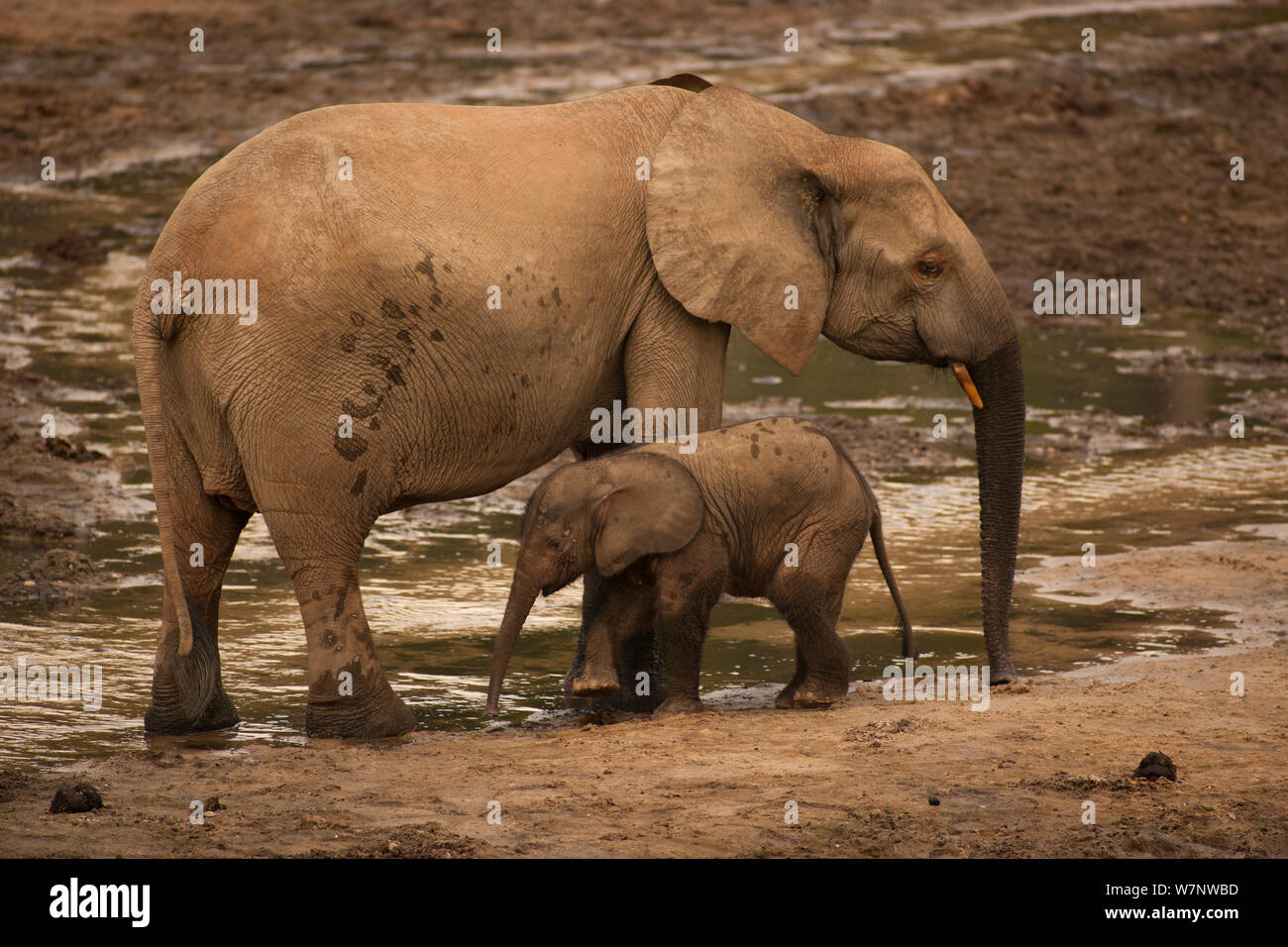 Elefante de bosque africano (Loxodonta africana cyclotis) madre y la pantorrilla visitando Dzanga Bai se alimentan de los sedimentos ricos en minerales, Parque Nacional Dzanga-Ndoki, República Centroafricana Foto de stock