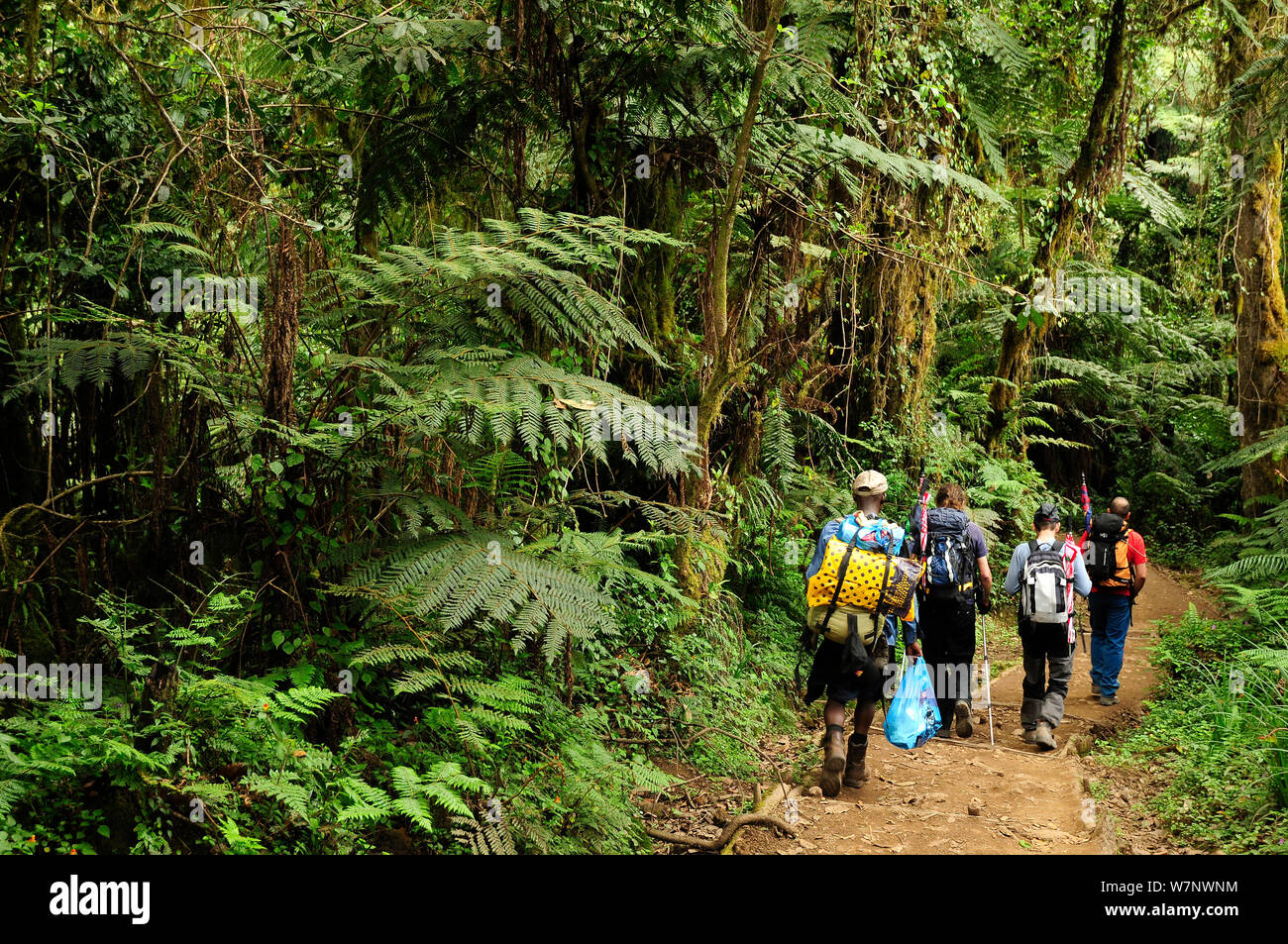 La gente de caminata a través de selva tropical en las faldas del Monte  Kilimanjaro, Tanzania, octubre de 2008 Fotografía de stock - Alamy