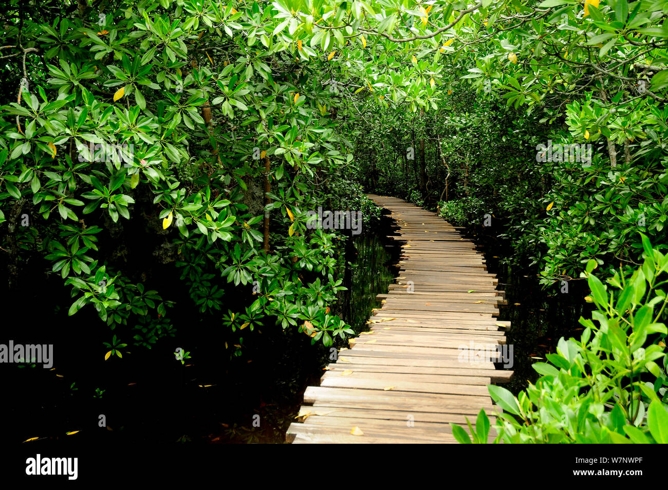 Una pasarela de madera a través de los manglares del bosque Jozany, la isla de Zanzíbar, Tanzania Foto de stock