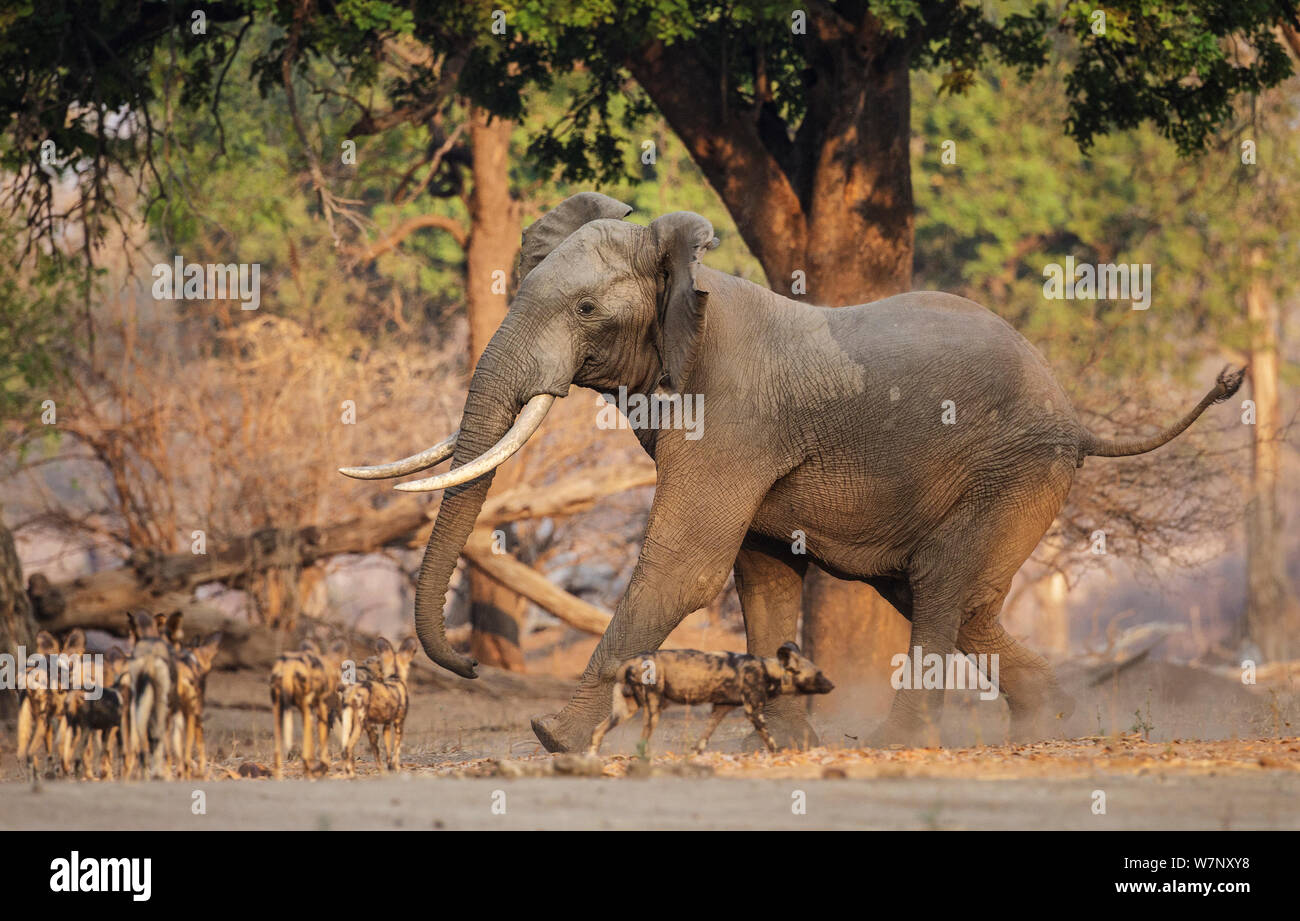 Perro salvaje africano (Lycaon pictus) pack la interacción con los adultos elefante africano (Loxodonta africana), el Parque Nacional de Mana Pools Zimbabwe Octubre 2012 Foto de stock