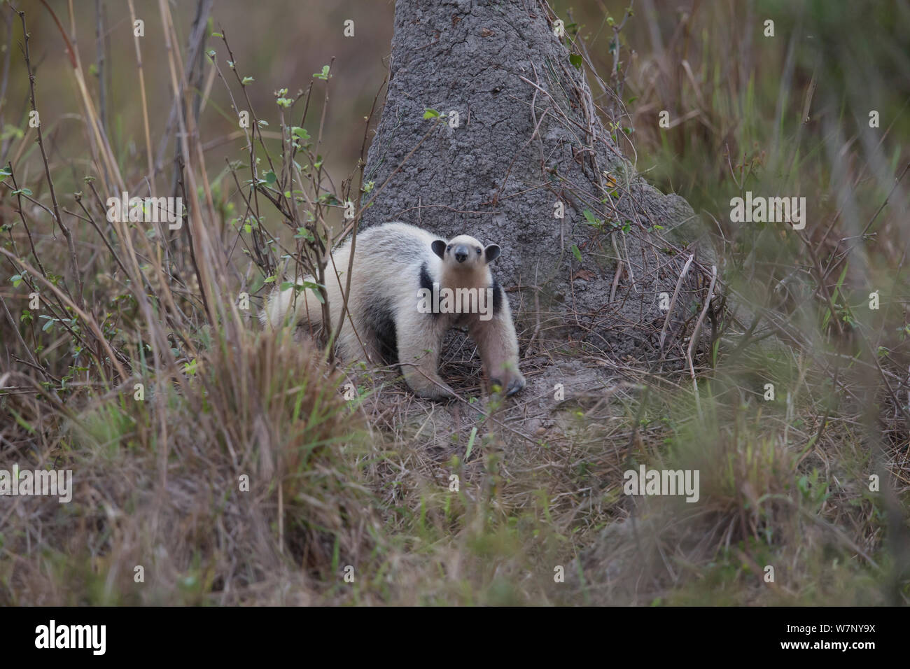El oso melero (Tamandua tetradactyla) investigando termitero, Pantanal, Brasil Foto de stock