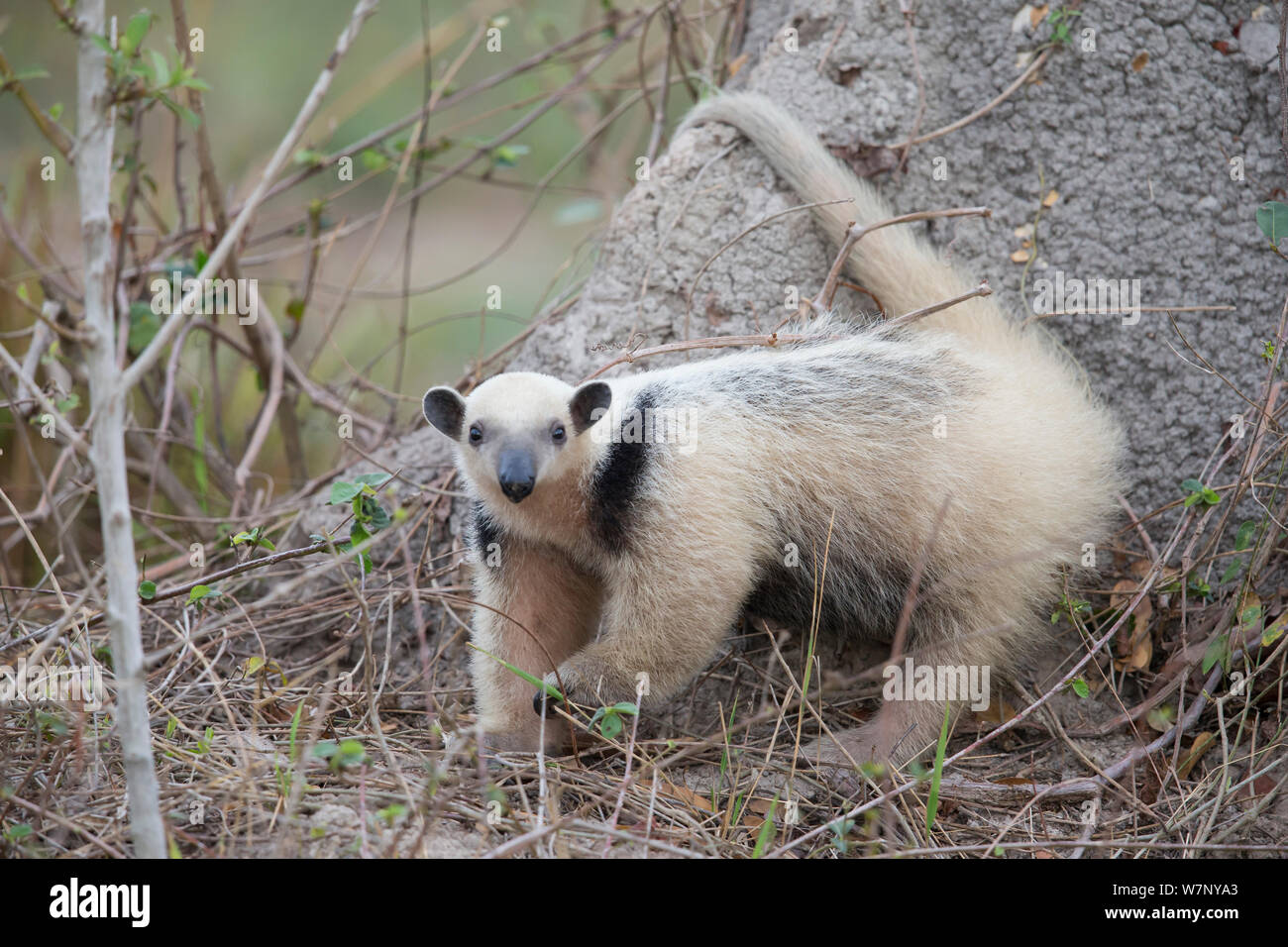 El oso melero (Tamandua tetradactyla) investigando termitero, Pantanal, Brasil Foto de stock