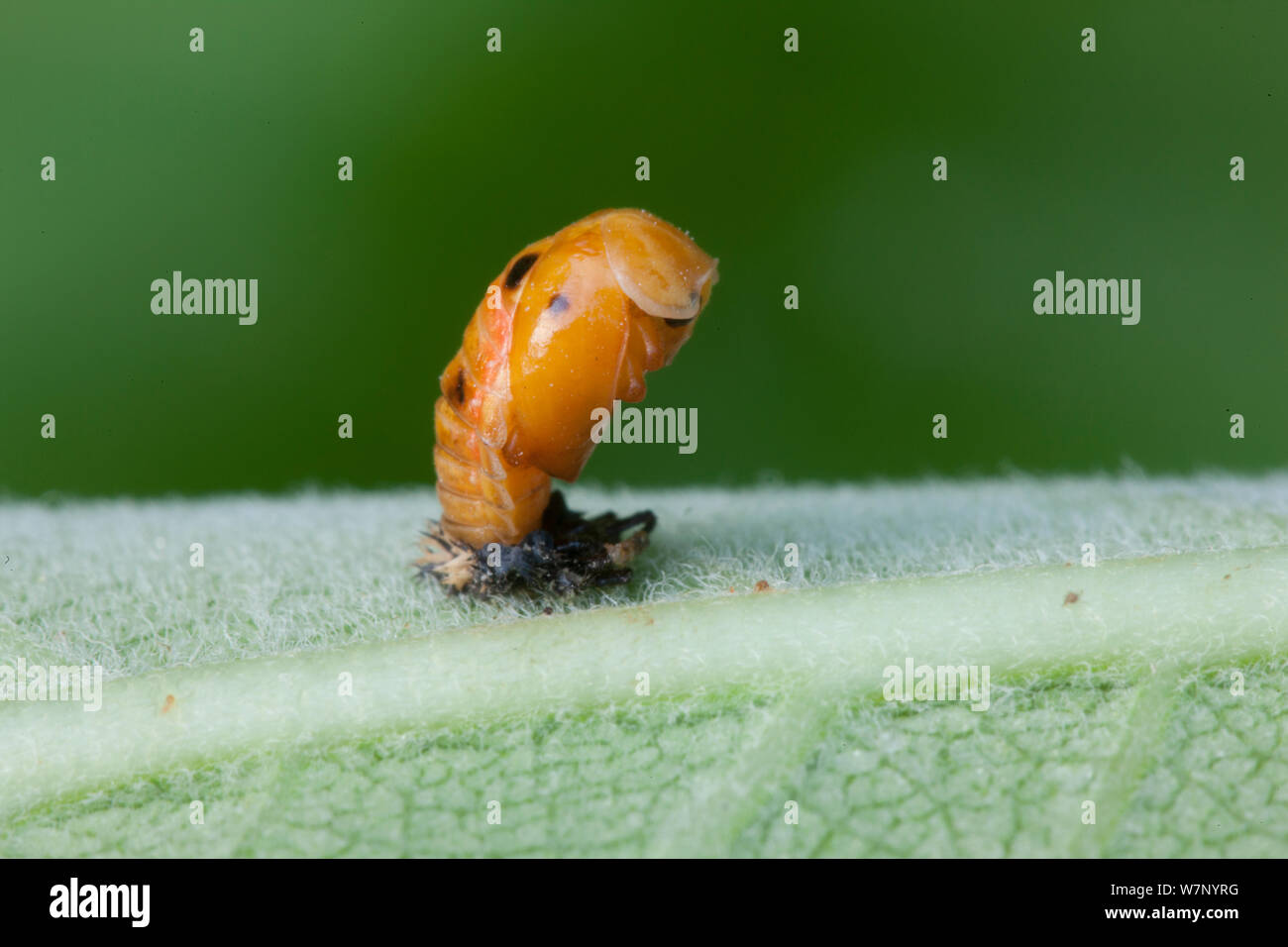 Escarabajo de la mariquita asiática multicolor (Harmonia axyridis) pupa transformando a adulto, Pennsylvania, Estados Unidos, Julio. Foto de stock