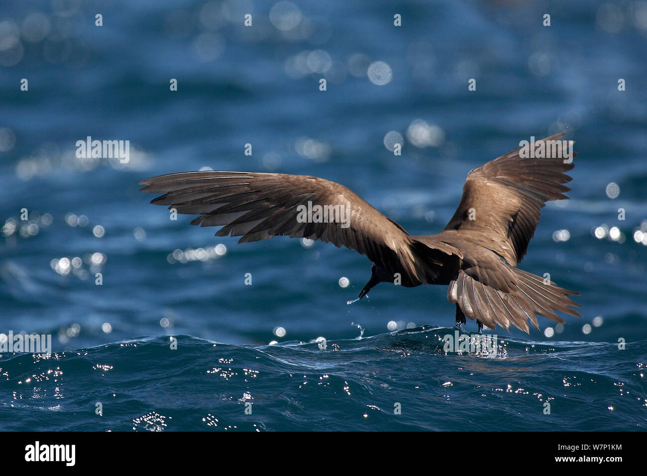 Marrón / Común (Anous stolidus Noddy) sobre el agua. Islas Frailes del Sur, la Península de Azuero, Panamá. Foto de stock