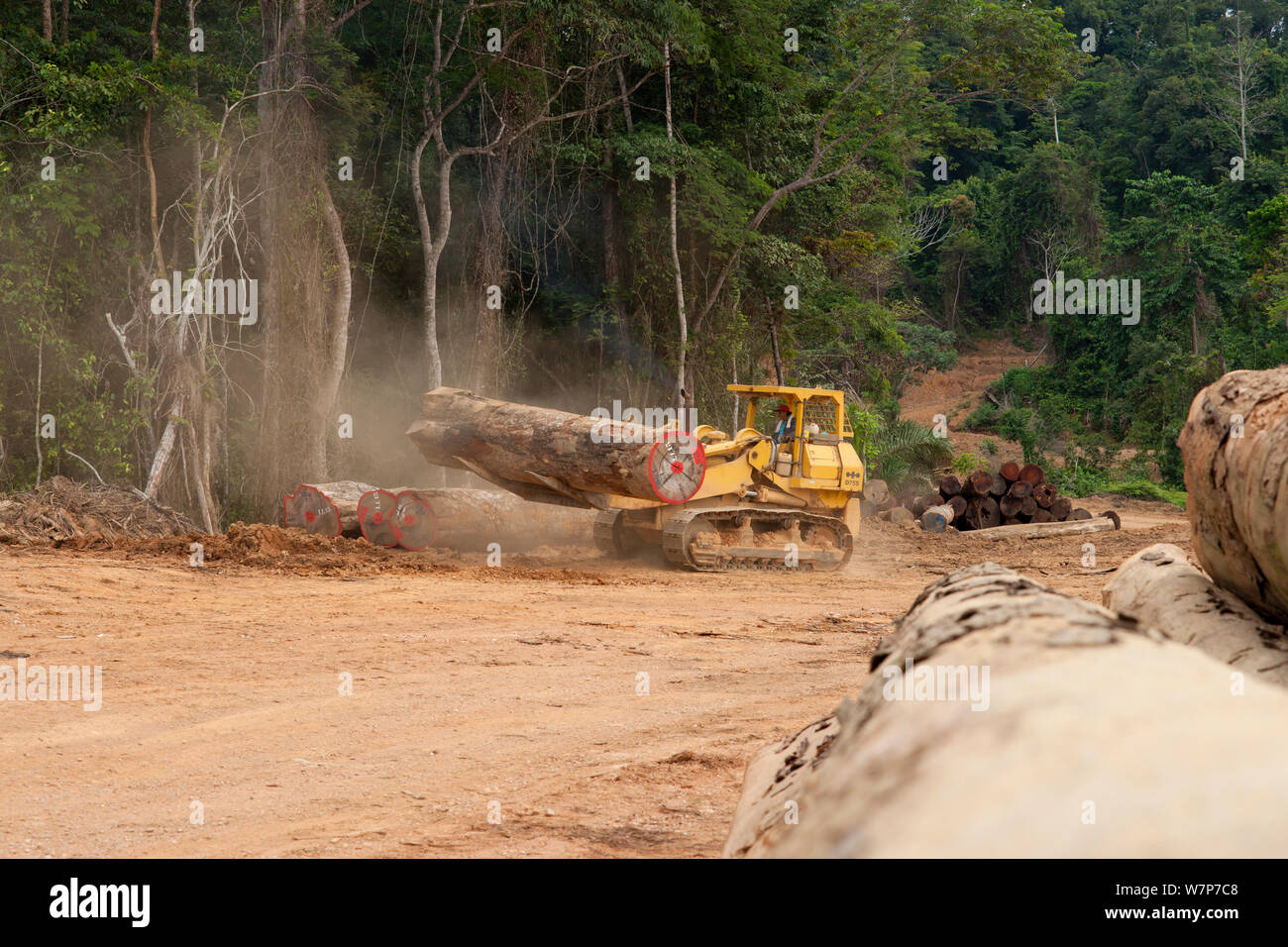 Bulldozer utilizado en gran escala de extracción de madera con troncos de madera están preparados para la carga en camiones de ferrocarril que va a recoger la madera de madera patio situado en el interior del Parque Nacional Lopé. Envío ulterior via mar tiene lugar en Libreville, Gabón. 2009 Foto de stock