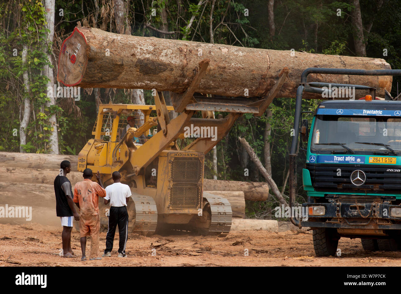 Bulldozer utilizado en gran escala de extracción de madera con troncos de madera están preparados para la carga en camiones de ferrocarril que va a recoger la madera de madera patio situado en el interior del Parque Nacional Lopé. Envío ulterior via mar tiene lugar en Libreville, Gabón. 2009 Foto de stock