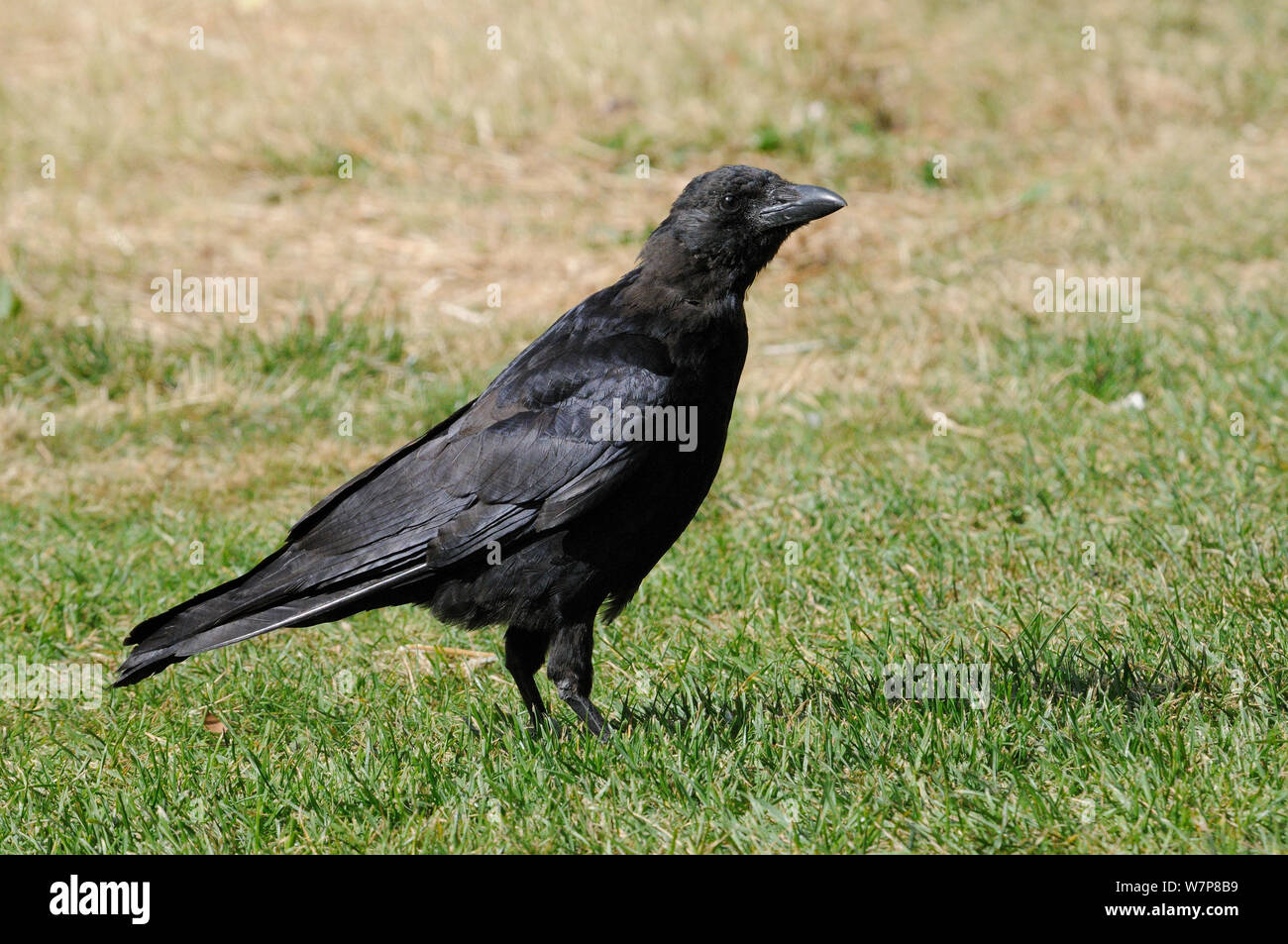 Carrion crow (Corvus corone) jóvenes forrajeando en césped de hierba, St James's Park, Londres, Reino Unido, septiembre. Foto de stock
