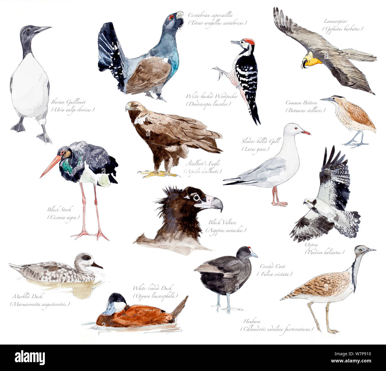 Ilustración de las especies amenazadas de aves de España. Foto de stock