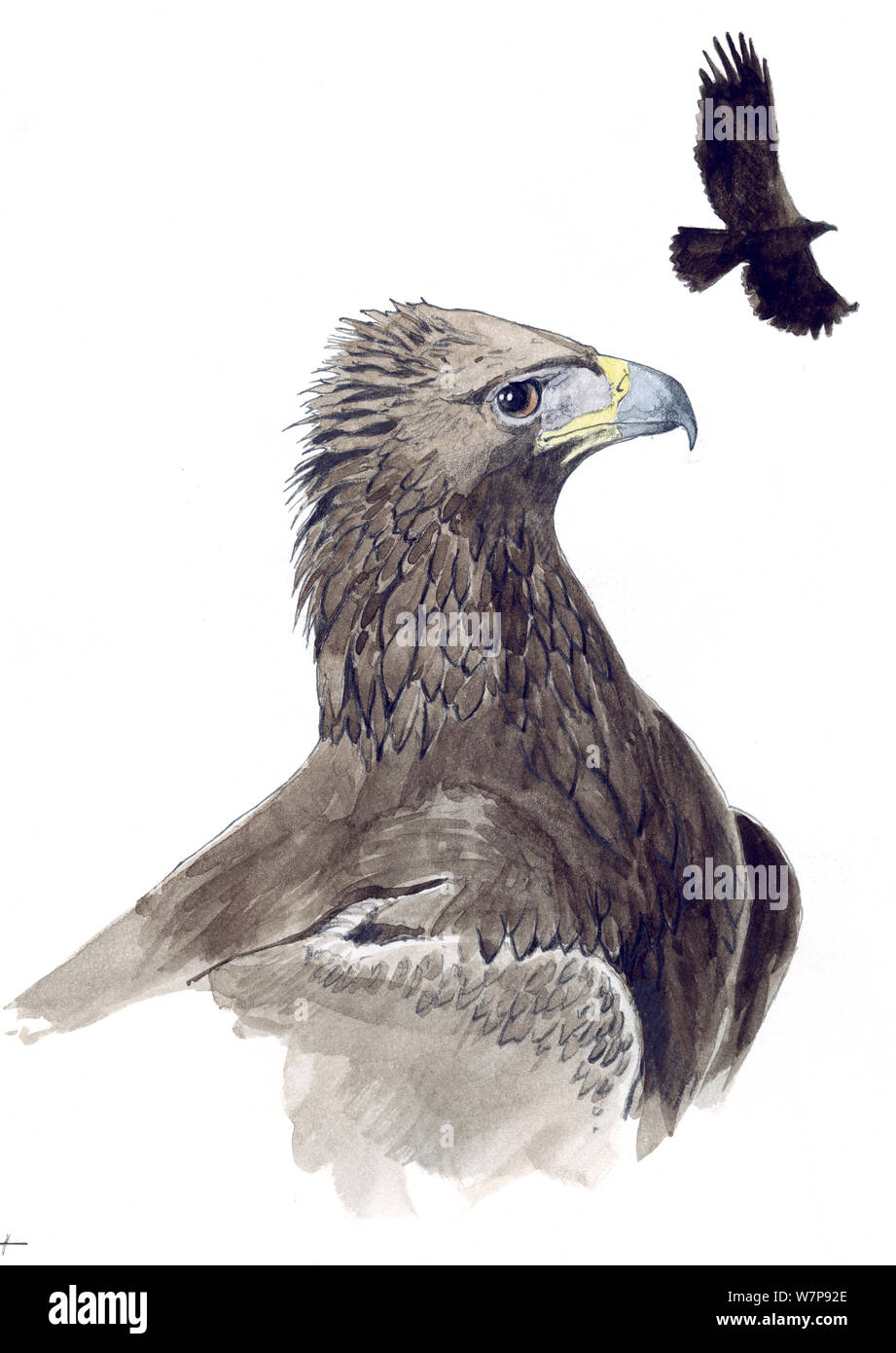 Ilustración de Águila Real (Aquila chrysaetos). Lápiz y acuarela Fotografía de stock - Alamy Ilustración de Águila Real (Aquila chrysaetos). Lápiz y acuarela Fotografía de stock - Alamy