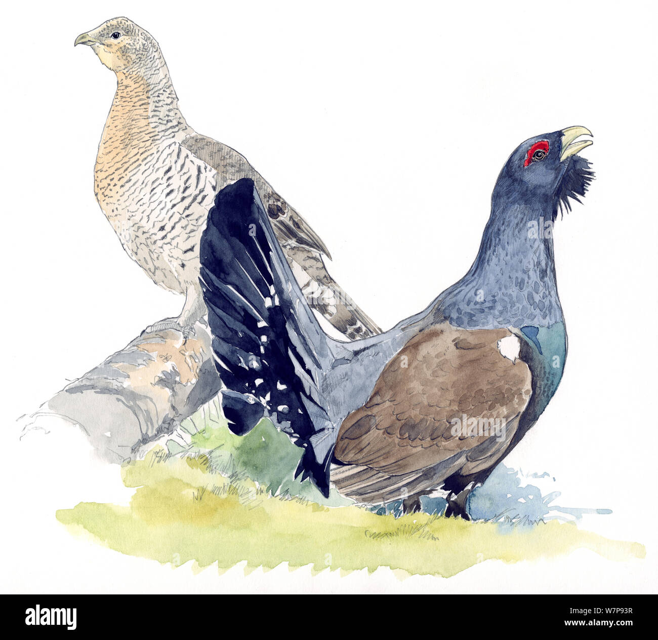 Ilustración del oeste de urogallo (Tetrao urogallus) macho (derecha) y hembra (a la izquierda). Lápiz y acuarela. Foto de stock