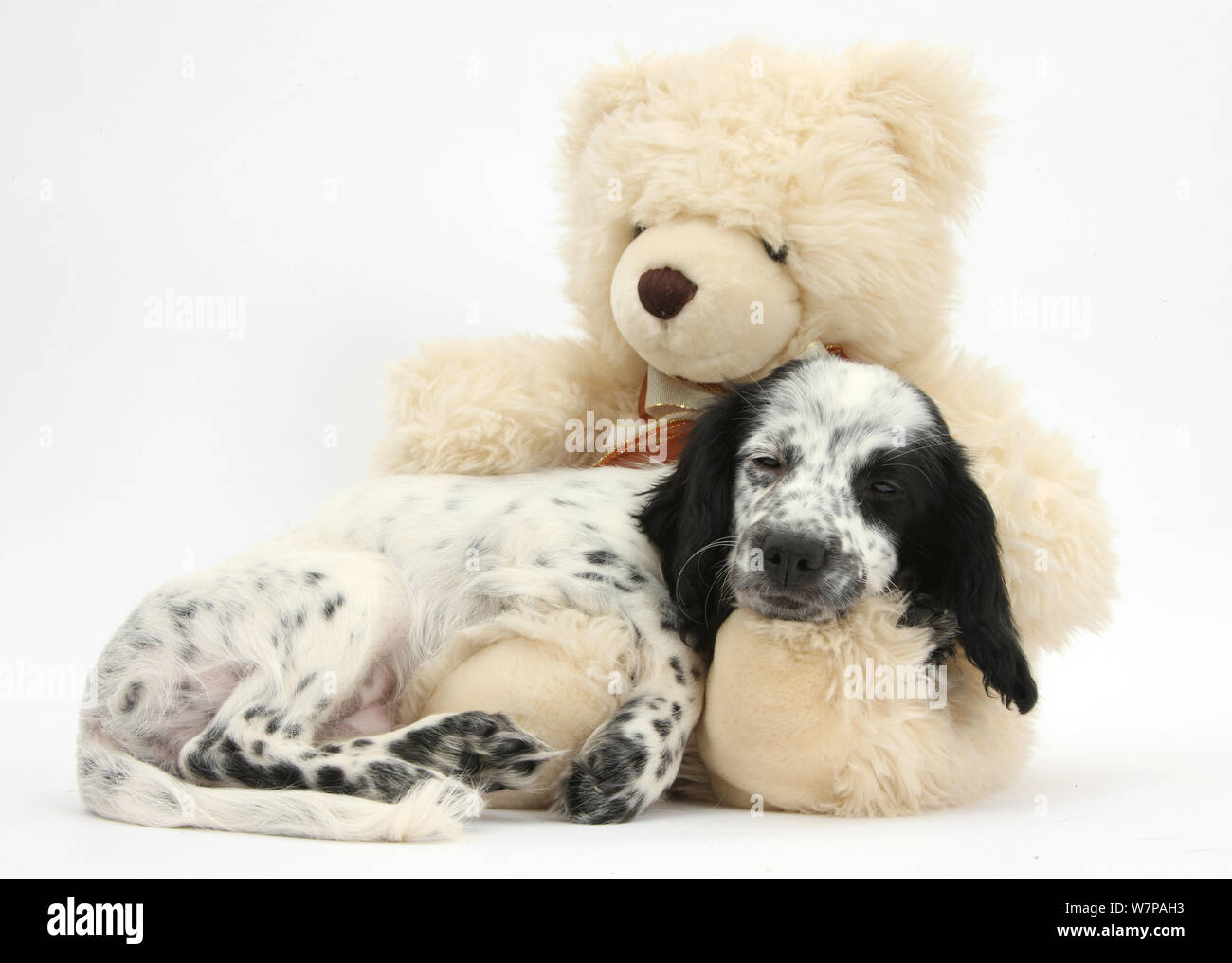 En blanco y negro x Border Collie cachorro Cocker Spaniel 11
