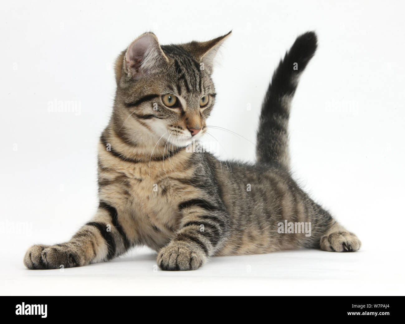 Atigrado gatito, Fosset, de 4 meses de edad, tumbado con su cabeza hacia  arriba Fotografía de stock - Alamy