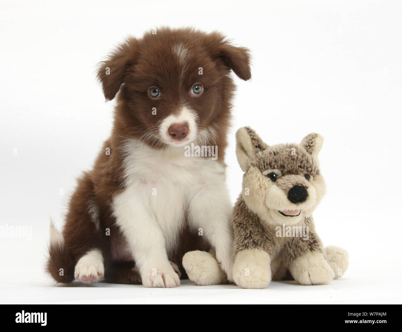 Chocolate Border Collie cachorro y Wolf juguete blando Fotografía de stock  - Alamy