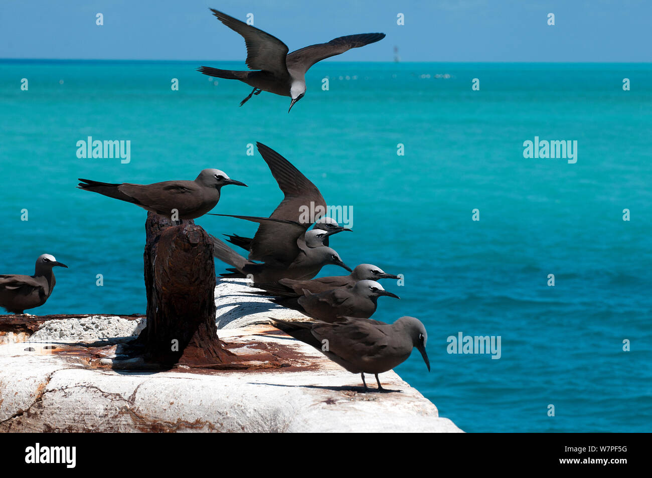 Gaviotas Oscuras (Onychoprion fuscata) isla de Midway. Pacífico Central. Foto de stock