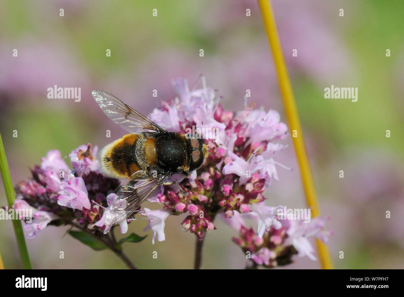 (Eristalis intricarius Hoverfly) macho alimentándose de floración mejorana silvestre (Origanum vulgare) pradera pradera, Wiltshire, UK, Julio Foto de stock