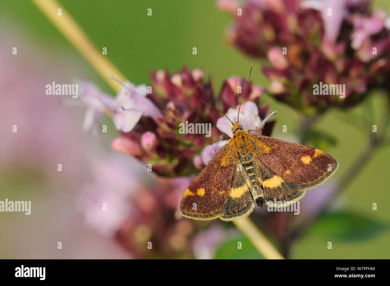 Polilla de menta (Pyrausta aurata) alimentándose de flores de mejorana silvestre (Origanum vulgare), pradera pradera, Wiltshire, UK, Julio Foto de stock