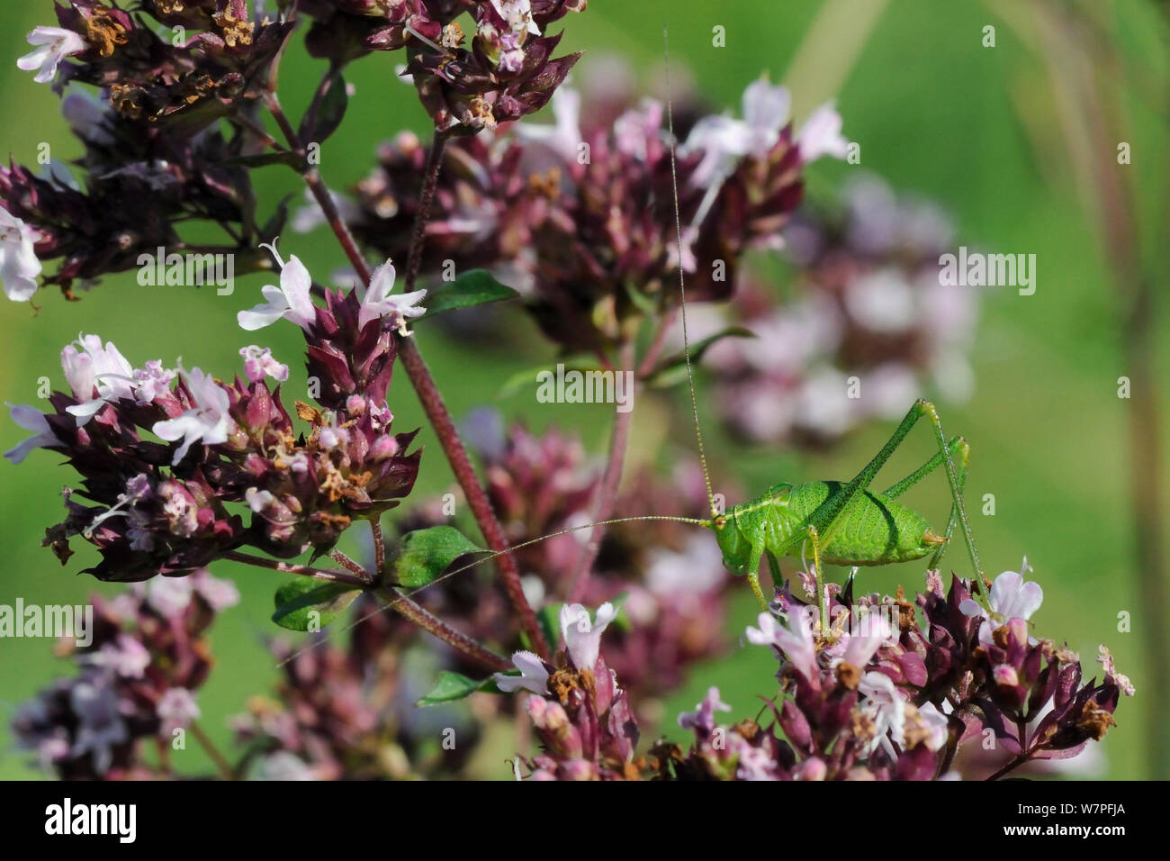 Bush moteado Leptophyes punctatissima cricket (permanente) en la Mejorana flor silvestre (Origanum vulgare), pradera pradera, Wiltshire, UK, Julio. Foto de stock