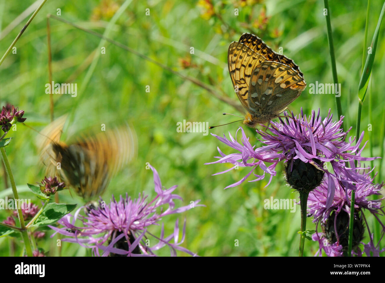 Verde oscuro, Speyeria butterfly (Argynnis aglaja) alimentándose de mayor mala hierba flor (Centaurea scabiosa) como otro despega en el fondo, pradera pradera, Wiltshire, UK, Julio Foto de stock