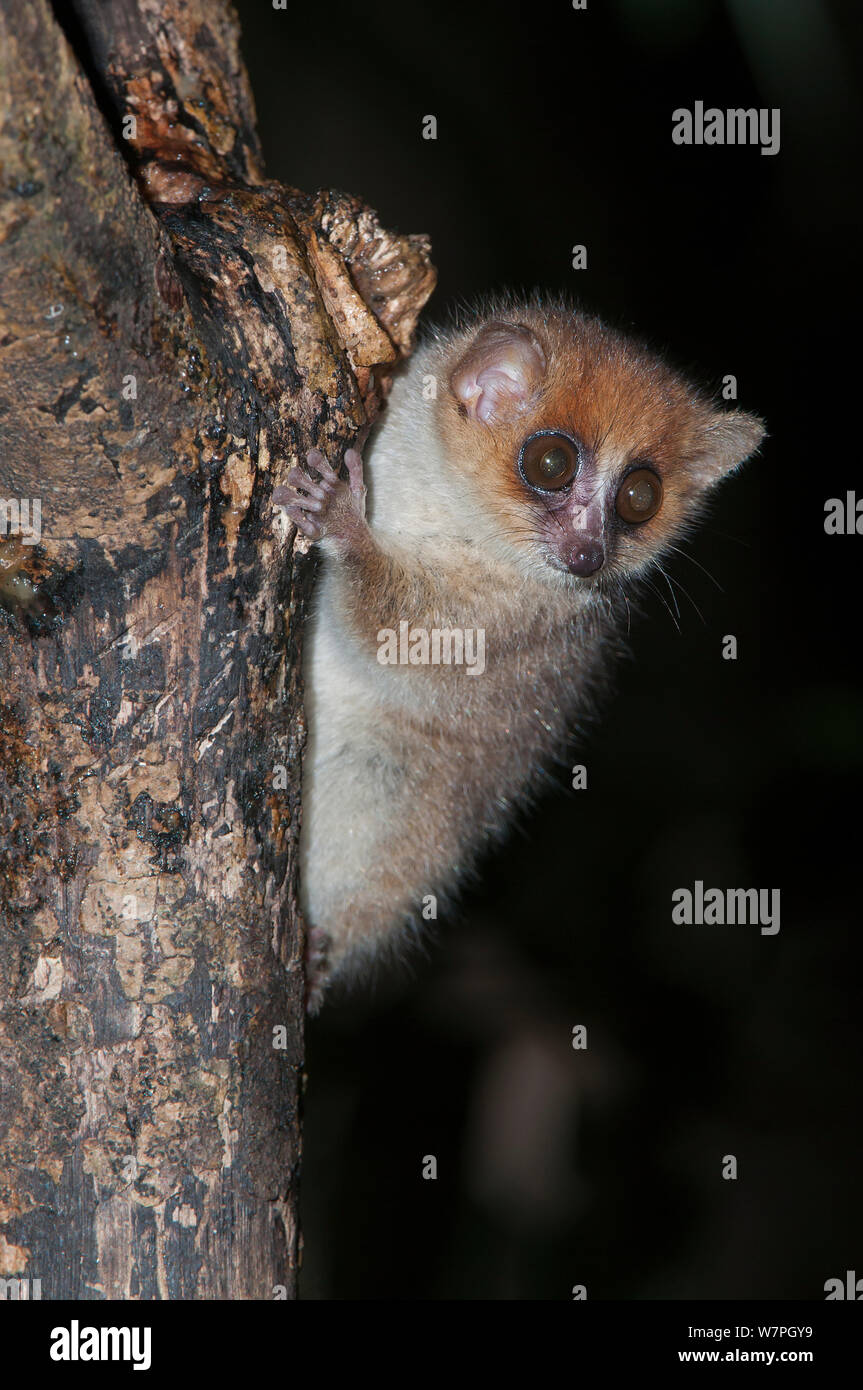 Brown Mouse Lemur Fotos E Imagenes De Stock Alamy