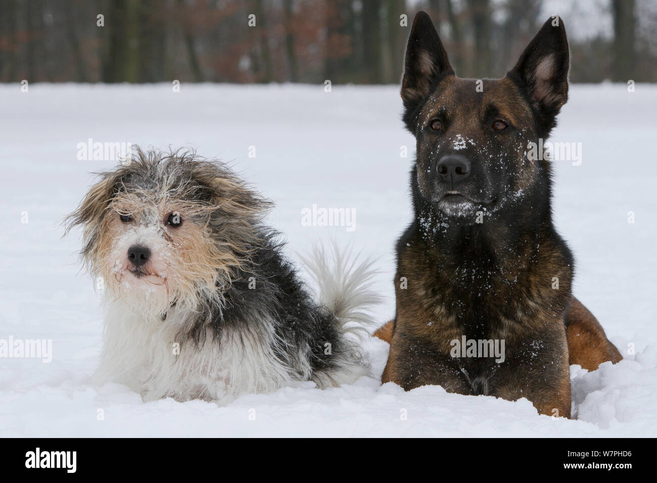 Jack Russell terrier raza cruzada 'Jogi', y Malinois macho / Pastor Belga 'Mia' en la nieve. Hitzhausen, Alemania Foto de stock