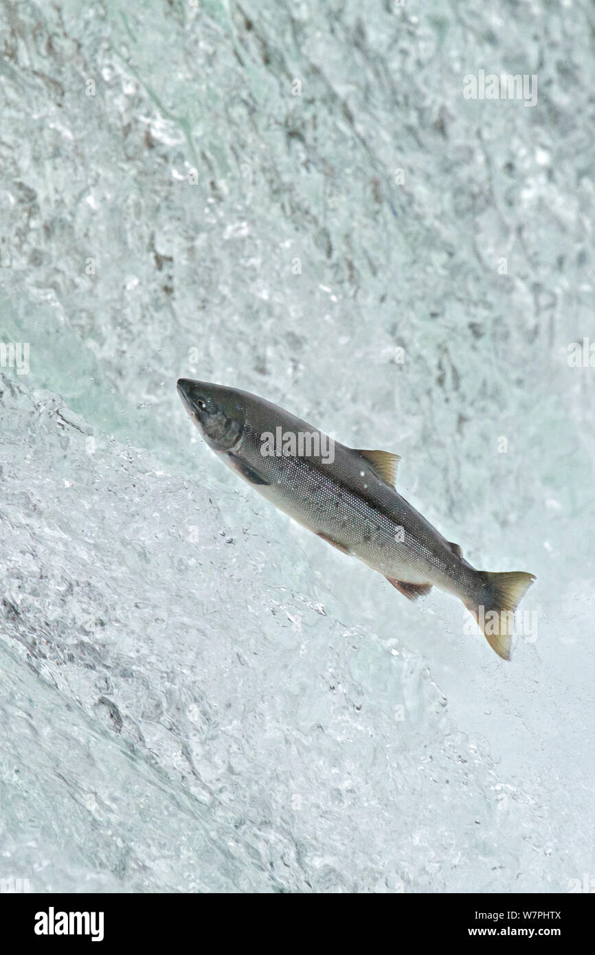 / El Rey Salmón Chinook (Oncorhynchus tshawytscha) Saltar a Brooks